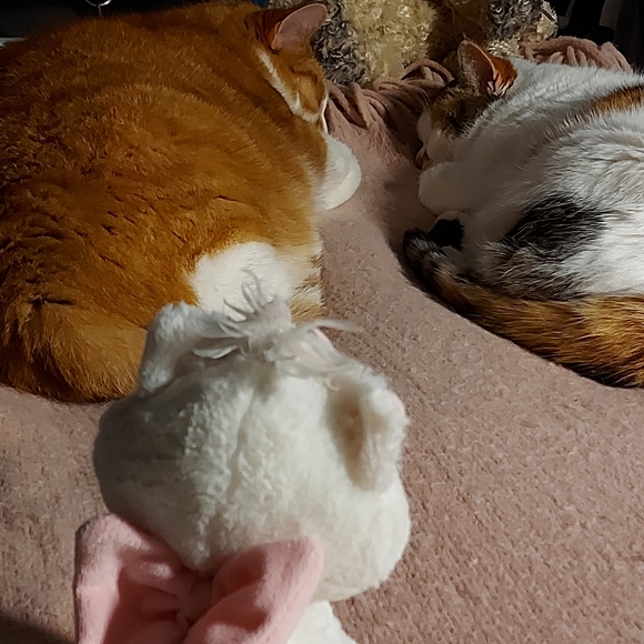 My Cats 𓃠🧡🧡𓃠 - Picture 14 of 16